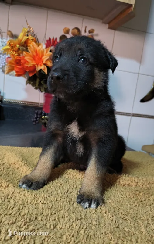 Black  – Belgian Malinois puppy for sale in Maricopa, AZ