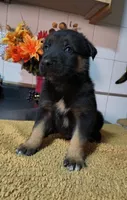 Black , a male Belgian Malinois for sale in Maricopa, AZ – 1 of 3