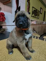 Orange , a female Belgian Malinois for sale in Maricopa, AZ – 3 of 5