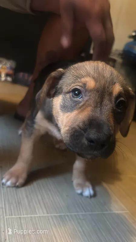 Carmello – American Pit Bull Terrier, Alaskan Husky puppy for sale in Augusta, GA