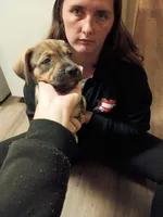 Carmello, a female American Pit Bull Terrier and Alaskan Husky for sale in Augusta, GA – 3 of 3