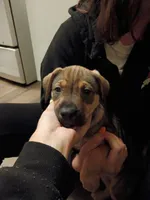Carmello, a female American Pit Bull Terrier and Alaskan Husky for sale in Augusta, GA – 2 of 3