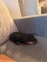 Halo, a female Yorkshire Terrier for sale in Dallas, NC – Photo 3 of 4