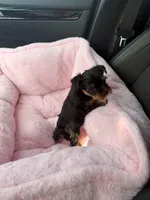 Halo, a female Yorkshire Terrier for sale in Dallas, NC – Photo 2 of 4