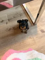 Halo, a female Yorkshire Terrier for sale in Dallas, NC – Photo 4 of 4