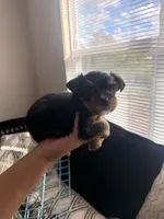 Halo, a female Yorkshire Terrier for sale in Dallas, NC – Photo 1 of 4