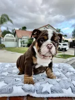 Twinkle, a female English Bulldog for sale in California, CA – Photo 2 of 6