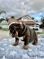 Twinkle, a female English Bulldog for sale in California, CA – Photo 5 of 6