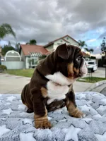 Twinkle, a female English Bulldog for sale in California, CA – Photo 1 of 6