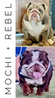 Twinkle, a female English Bulldog for sale in California, CA – Photo 6 of 6