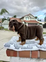 Twinkle, a female English Bulldog for sale in California, CA – Photo 4 of 6