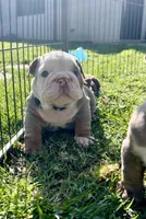 Yeti, a male English Bulldog for sale in California, CA – Photo 7 of 9