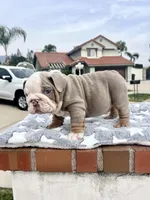 Yeti, a male English Bulldog for sale in California, CA – Photo 4 of 9