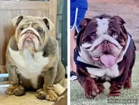 Yeti, a male English Bulldog for sale in California, CA – Photo 9 of 9