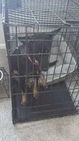 Oreo , a female German Shepherd Dog for sale in Salisbury, MD – 4 of 10