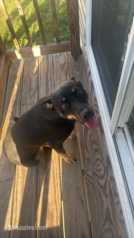 Oreo  – German Shepherd Dog puppy for sale in Salisbury, MD