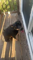 Oreo , a female German Shepherd Dog for sale in Salisbury, MD – 1 of 10