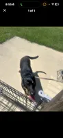 Oreo , a female German Shepherd Dog for sale in Salisbury, MD – 9 of 10