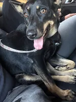 Oreo , a female German Shepherd Dog for sale in Salisbury, MD – 7 of 10