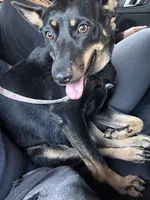Oreo , a female German Shepherd Dog for sale in Salisbury, MD – 5 of 10