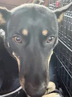 Oreo , a female German Shepherd Dog for sale in Salisbury, MD – 3 of 10
