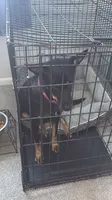Oreo , a female German Shepherd Dog for sale in Salisbury, MD – 6 of 10