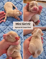 Girl #2 Mini Bernadoodle , a female Miniature Bernedoodle for sale in Tarboro, NC – 2 of 2
