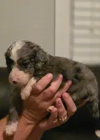 Boy 4 Mini Bernedoodle , a male Miniature Bernedoodle for sale in Tarboro, NC – 6 of 7