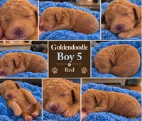 Goldendoodle Boy 5 Red , a male Goldendoodle for sale in Tarboro, NC – 4 of 4