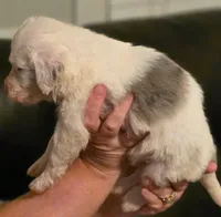 Boy 6 Mini Bernedoodle , a male Miniature Bernedoodle for sale in Tarboro, NC – 3 of 8
