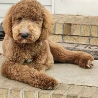 Bakers Nc Goldendoodles Ready go Easter Week ! , a female Goldendoodle for sale in Tarboro, NC – Photo 2 of 7