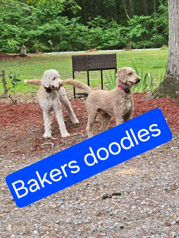 Bakers Nc Goldendoodles Ready go Easter Week ! 