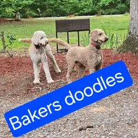 Bakers Nc Goldendoodles Ready go Easter Week ! , a female Goldendoodle for sale in Tarboro, NC – Photo 1 of 7