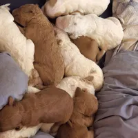 Bakers Nc Goldendoodles Ready go Easter Week ! , a female Goldendoodle for sale in Tarboro, NC – Photo 4 of 7