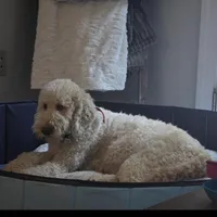 Bakers Nc Goldendoodles Ready go Easter Week ! , a female Goldendoodle for sale in Tarboro, NC – Photo 6 of 7