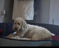 Bakers Nc Goldendoodles Ready go Easter Week ! , a female Goldendoodle for sale in Tarboro, NC – Photo 6 of 6