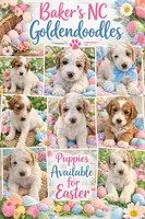Bakers Nc Goldendoodles Ready go Easter Week ! , a female Goldendoodle for sale in Tarboro, NC – Photo 3 of 7