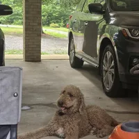 Bakers Nc Goldendoodles Ready go Easter Week ! , a female Goldendoodle for sale in Tarboro, NC – Photo 7 of 7