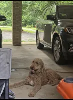Bakers Nc Goldendoodles Ready go Easter Week ! , a female Goldendoodle for sale in Tarboro, NC – Photo 5 of 6