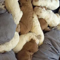 Bakers Nc Goldendoodles Ready go Easter Week ! , a female Goldendoodle for sale in Tarboro, NC – Photo 5 of 7