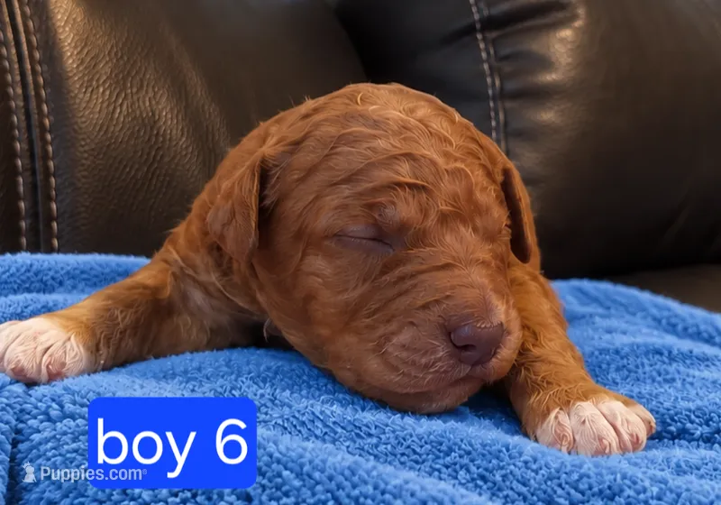 Goldendoodle Boy 5 Red  – Goldendoodle puppy for sale in Tarboro, NC