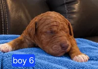 Goldendoodle Boy 5 Red , a male Goldendoodle for sale in Tarboro, NC – 1 of 4