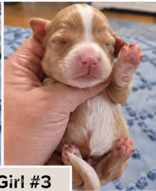 Girl 3 Mini Bernadoodle  – Miniature Bernedoodle puppy for sale in Tarboro, NC