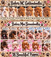 Bakers Nc Mini bernadoodles , a male Miniature Bernedoodle for sale in Tarboro, NC – 2 of 2