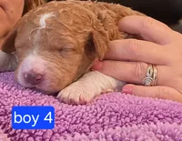 Goldendoodle Boy 4 Red white Tuxedo markings , a male Goldendoodle for sale in Tarboro, NC – 4 of 5