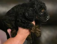 Boy 1 Mini Bernadoodle , a male Miniature Bernedoodle for sale in Tarboro, NC – 3 of 8