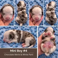 Boy 4 Mini Bernedoodle , a male Miniature Bernedoodle for sale in Tarboro, NC – 2 of 2