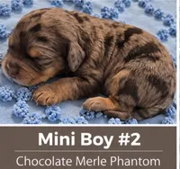 Boy 2 Mini Bernedoodle , a male Miniature Bernedoodle for sale in Tarboro, NC – 1 of 2