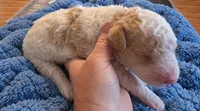 Goldendoodle Boy 2 Apricot cream parti , a male Goldendoodle for sale in Tarboro, NC – 2 of 5