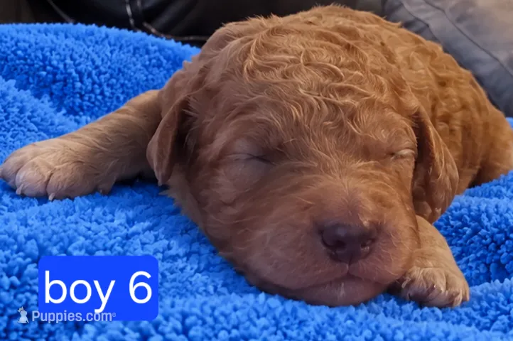 Goldendoodle boy 6 Red  – Goldendoodle puppy for sale in Tarboro, NC